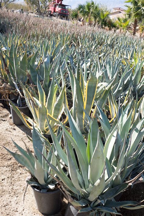 Agave Americana — GDNC Nursery