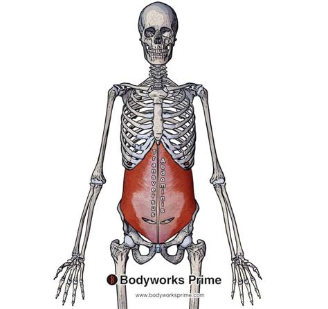 Transversus Abdominis Muscle Anatomy - Bodyworks Prime