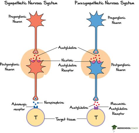 Sympathetic vs Parasympathetic Nervous System – MCAT Biology ...