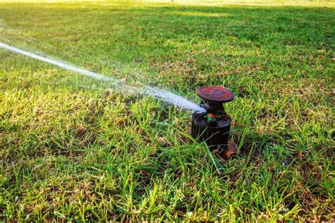 How Often Should You Water Grass Seeds? Watering Lawn Seed Tips ...