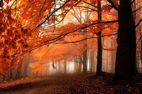 fall, Path, Mist, Leaves, Forest, Orange, Trees, Nature, Landscape Wallpapers HD / Desktop and ...