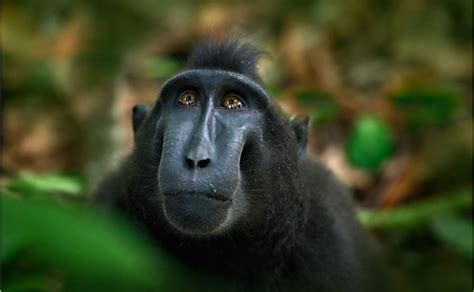 The 15 Species Of Critically Endangered Old World Monkeys - WorldAtlas.com