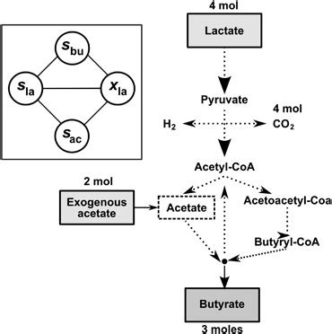 Simplified scheme of the butyryl CoA : acetate CoA transferase pathway ...