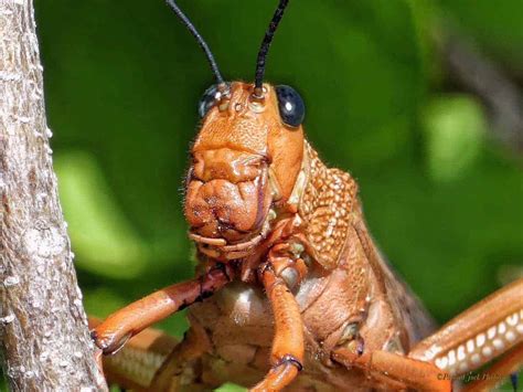 Hidden Beauty of the Locust | Focusing on Wildlife