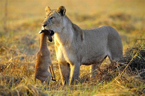 Réserve Nord Cameroun Panther, Miniature, Country, Animals, Beautiful ...