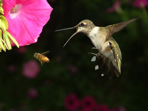 HOW TO FEED HUMMINGBIRDS |The Garden of Eaden