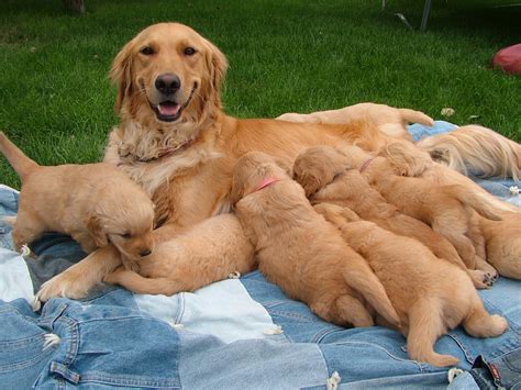 Goldie's Goldens: AKC Purebred Golden Retriever Puppies For Sale!