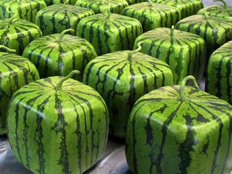 The Mystery Behind Weird Square Watermelons is Solved. This