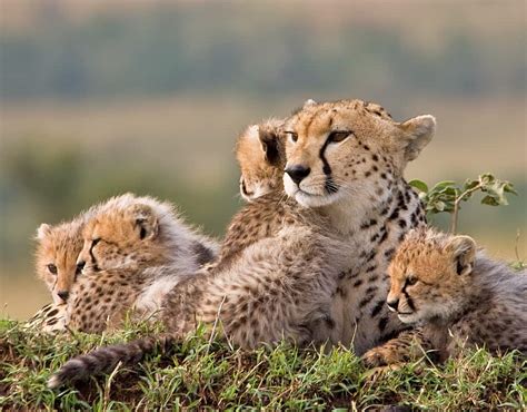 Cheetah and Cubs » Focusing on Wildlife