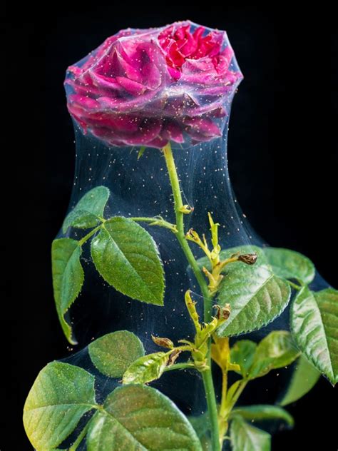 Rose Spider Mites: How To Control Spider Mites On Roses