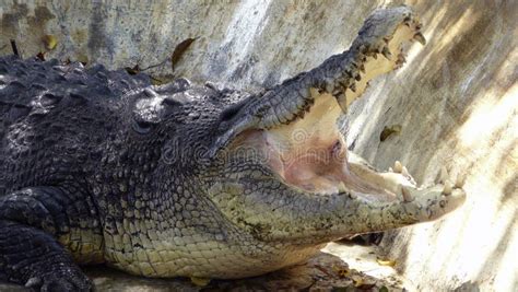 Giant Lolong Crocodile in Davao, Mindanao, Philippines Stock Photo - Image of mindanao, brown ...