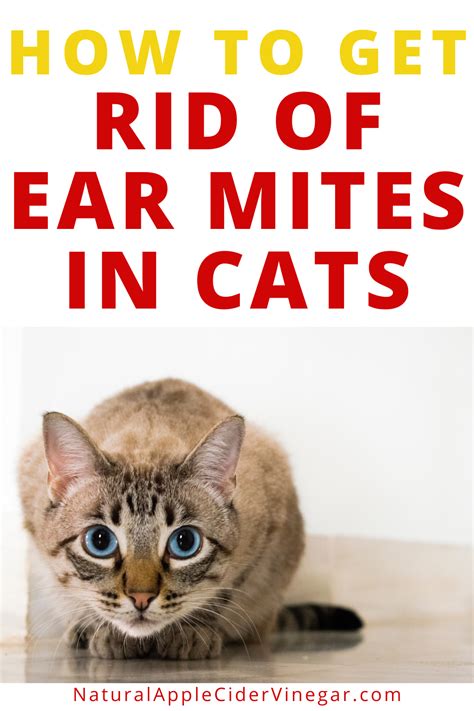 How to Get Rid of Ear Mites in Cats - Natural Home Remedy - All Natural Home | Cat remedies, Cat ...
