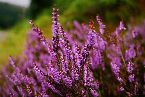 Best Shrubs With Purple Flowers