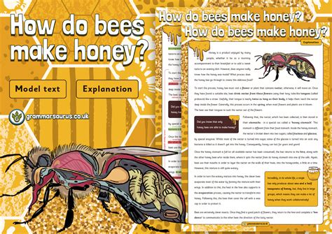 Year 6 Model Text - Explanation - How do bees make honey? ( gbsct P6 , Grade 5 & 5th Class ...