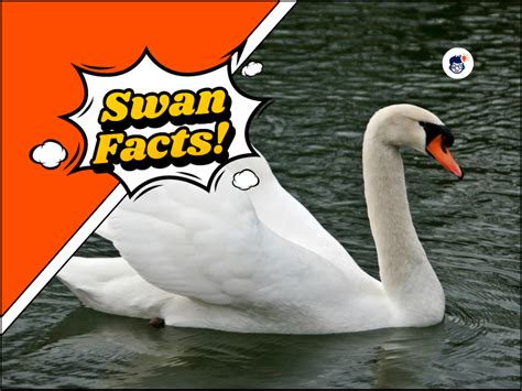 42 Majestic Swan Facts: You Didn't Know