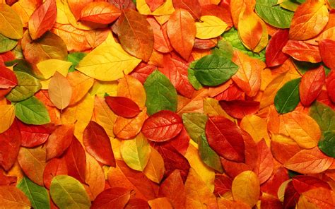 Colorful Autumn Leaves - Wallpaper, High Definition, High Quality, Widescreen