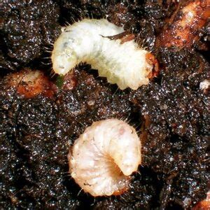 Black Vine Weevil (Otiorhynchus sulcatus) control - The BLOG of www.gb-online.co.ukThe BLOG of ...