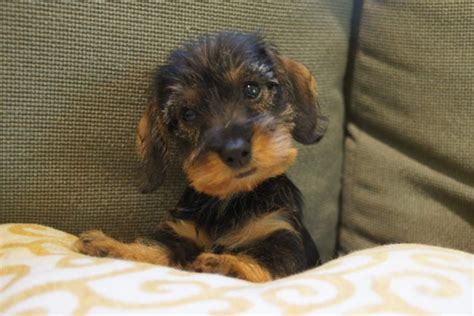 Seven Things You Didn't Know about the Wire Haired Dachshund