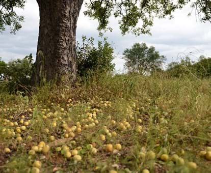 Amarula-Marula Tree Magic | Limpopo | South African Tourism (GL)