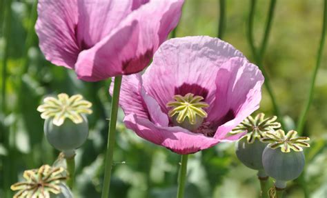 Medicinal Use of Opium Poppy - Papaver Somniferum (Papaveraceae) | Herbs and Remedies