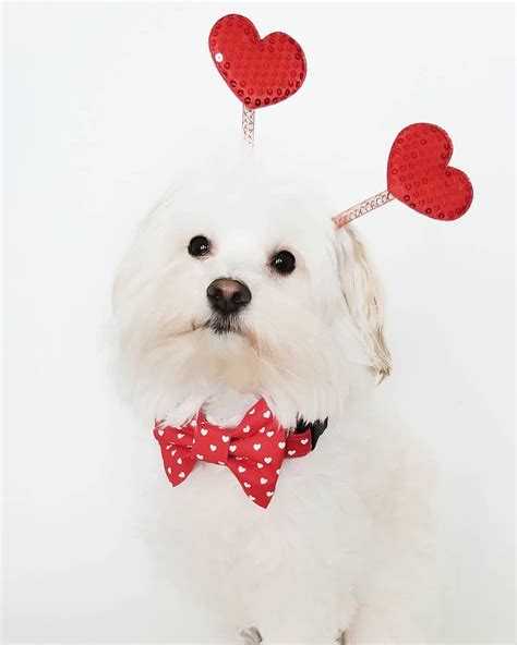 Valentine's Day dog photoshoot! @asherandgraydesigns | Dog valentines ...