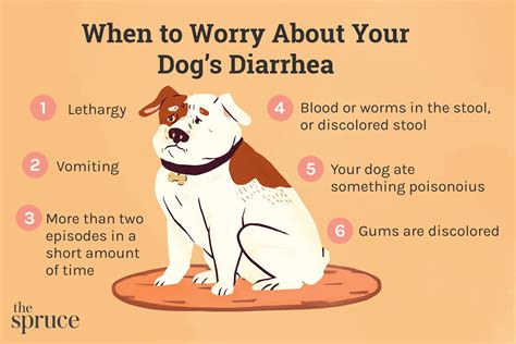 Dog Diarrhea: Causes, Treatment, And What Your Dog's Poop Says About ...