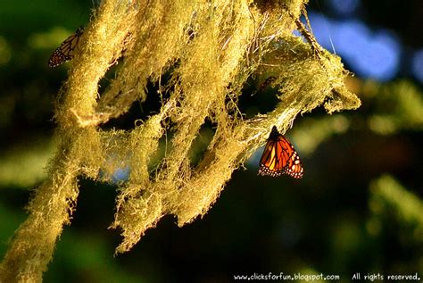 Fun Clicks: Chasing Butterflies!