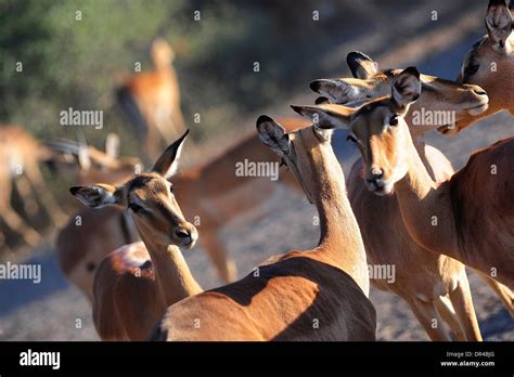 Wild animals at Lake Manyara National Park Stock Photo - Alamy