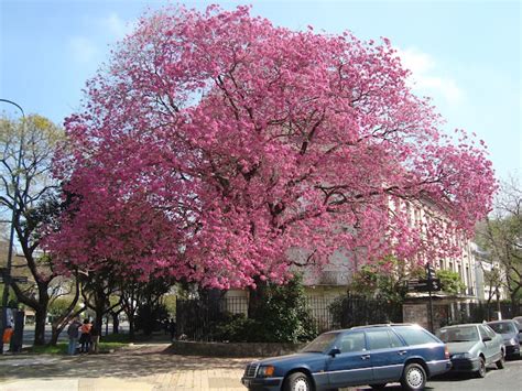 Lapacho trees in bloom Spring 2017 | My Buenos Aires Travel Guide