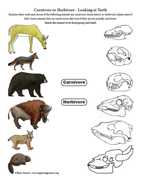 Carnivore or Herbivore - By Looking at Teeth