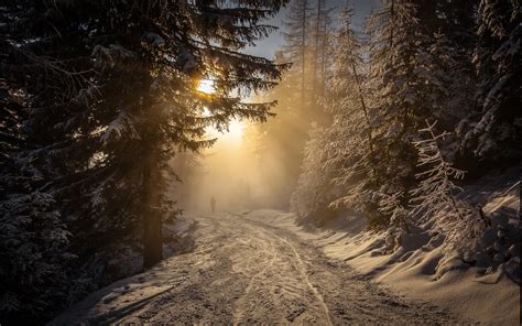 forest, Winter, Snow, Sunrise, Walking, Mist, Nature, Landscape ...