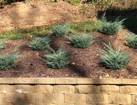 Junipers are one of the easiest shrubs to care for and are too often overlooked. These evergree ...