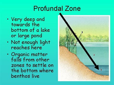 Two Types of Aquatic Biomes Marine Saltwater Regions