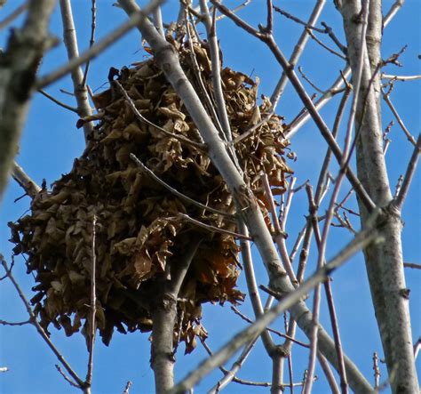 What's that Blob in the Tree? - Creasey Mahan Nature Preserve