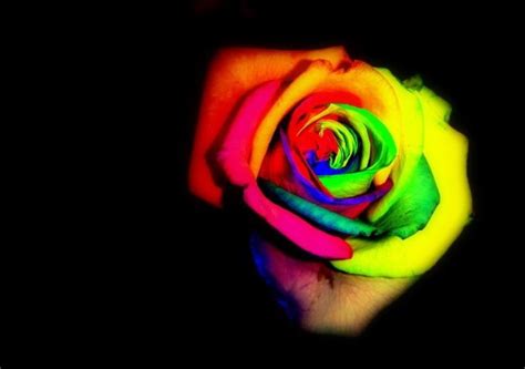 How To Grow Rainbow Roses