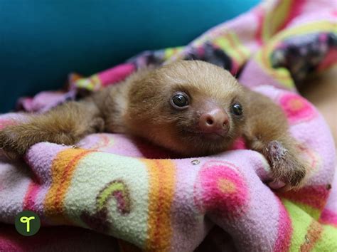 20 Fun Sloth Facts for Kids to Share in Your Primary Classroom | Teach ...