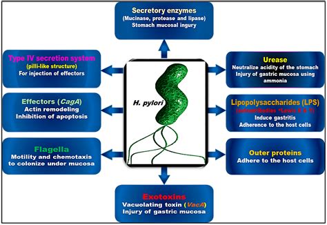 Antibiotics | Free Full-Text | Helicobacter pylori Infection: Current Status and Future ...