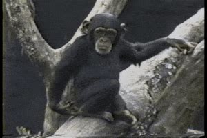 The Monkeys GIFs - Find & Share on GIPHY