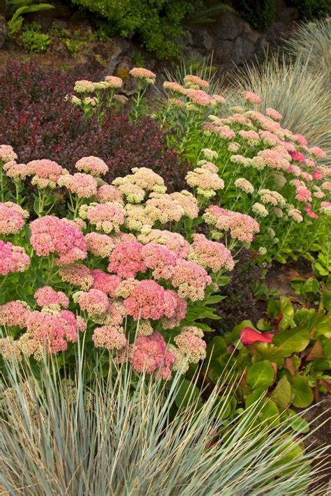 Autumn Joys: The Ultimate Sedum Plant Guide - Birds and Blooms