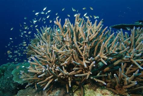 Virgin Islands Coral Reef National Monument | National Park Foundation