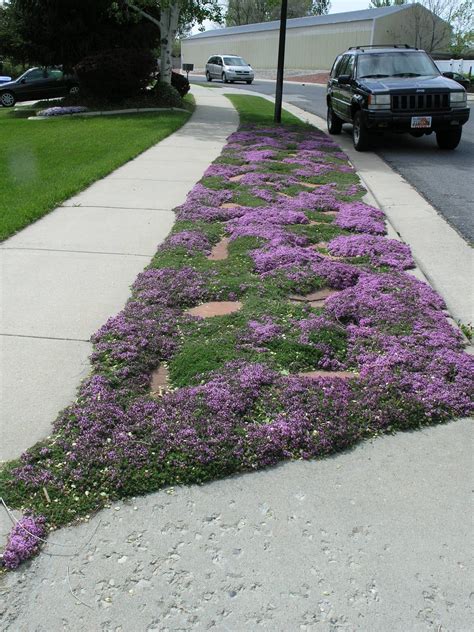 Creeping thyme ground cover landscape - mattersfeti