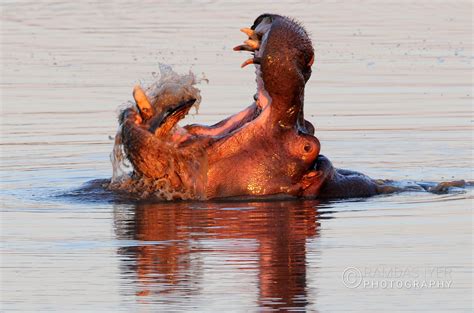 Zimbabwe Wildlife – Ramdas Iyer Photography