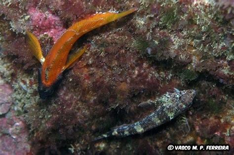 An idiots guide to U.K. blenny species.