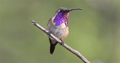 Lucifer Hummingbird Identification, All About Birds, Cornell Lab of Ornithology