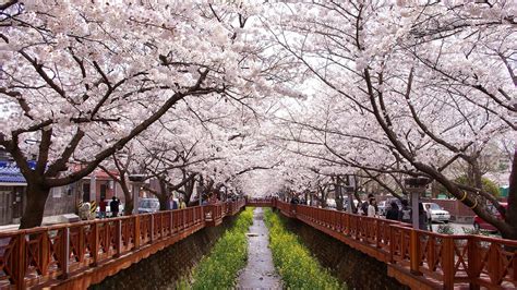 Korea Spring Wallpapers - Wallpaper Cave