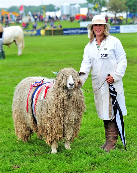 Lincoln Longwool sheep at their best! | Pet birds, Sheep, Rare breed