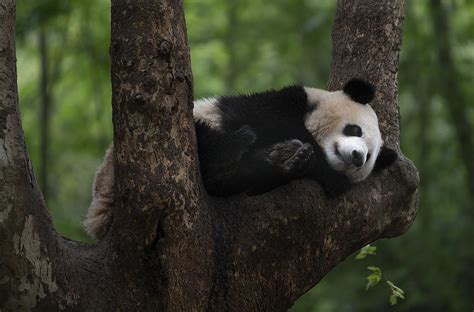 Giant Panda Sleeping On A Tree Photograph by Betty Liu | Pixels