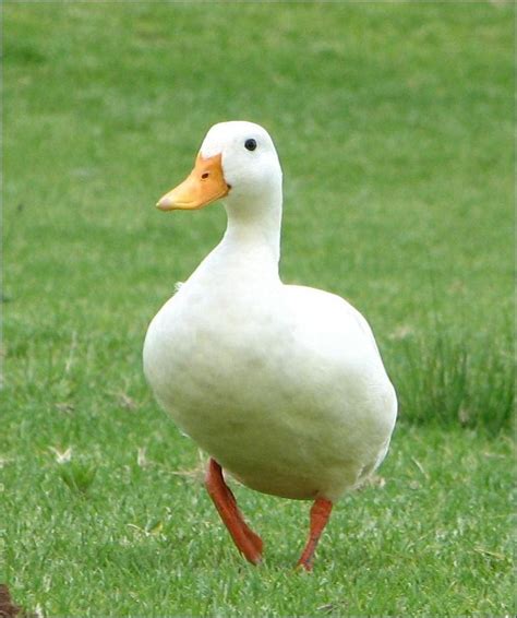 Pet Duck | Tony Anthony