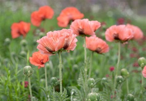 14 Beautiful Garden Poppies