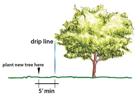 Drip Line Diagram | Urban Tree Alliance